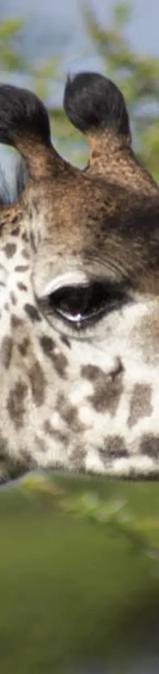 Majestätische Giraffe